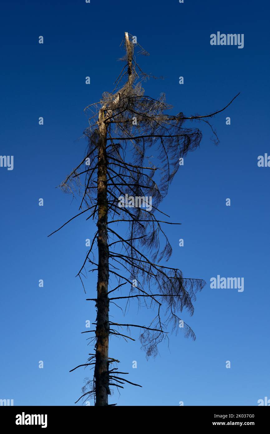 Europe, Germany, North Rhine-Westphalia, Siebengebirge, forest area, forest landscape, forest, mixed forest, tree, conifer, spruce, picea, tree top, dead, tree death, wood, bark, climate change, climate disaster, old wood, decay, drought, bark beetle, forestry, damaged wood, blue sky, cool shades, grazing light, nobody, no persons Stock Photo