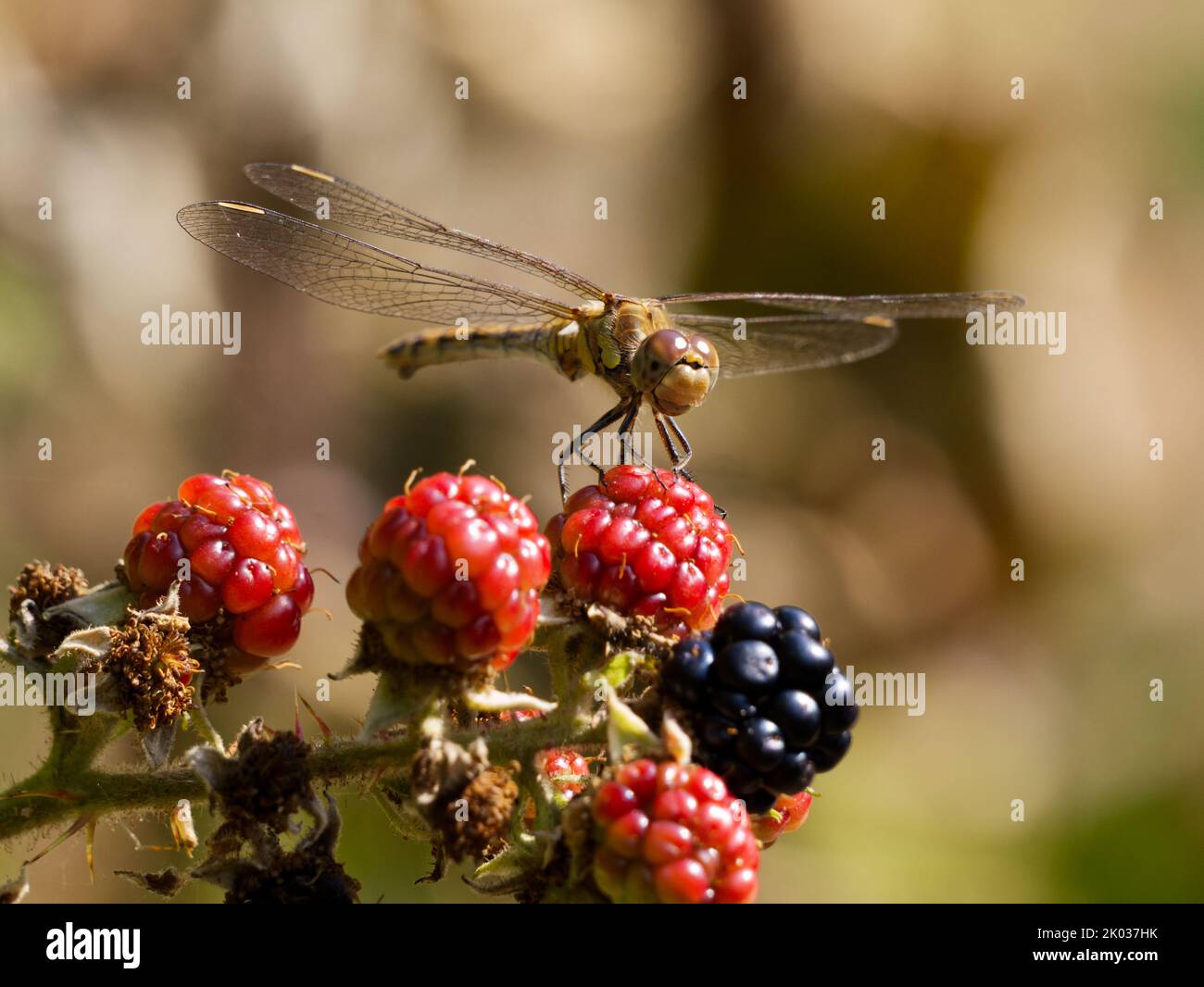 Female Common Darter dragonfly (Sympetrum striolatum) perched on blackberries Stock Photo