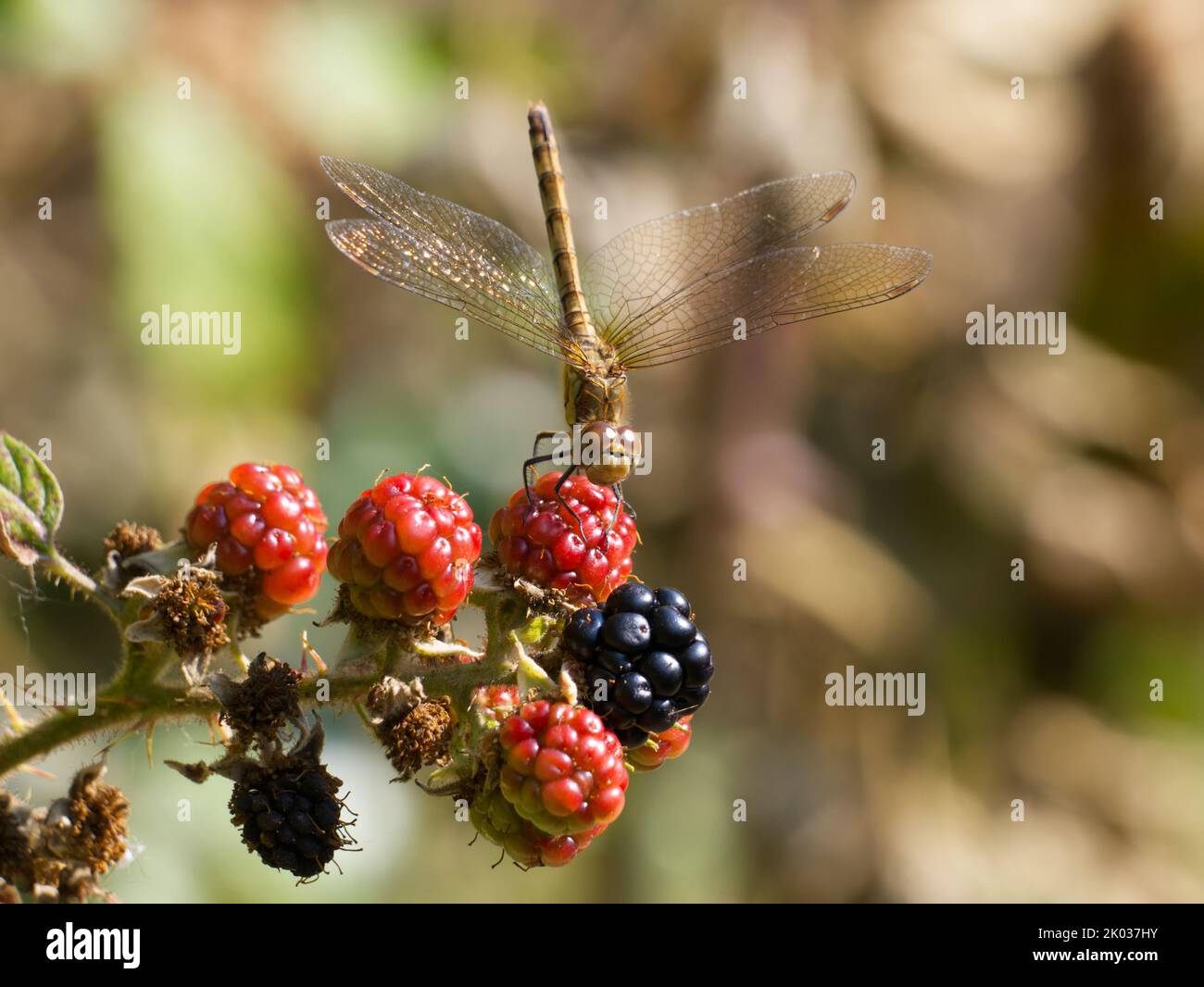 Female Common Darter dragonfly (Sympetrum striolatum) perched on blackberries in the cooling 'obelisk' postition Stock Photo
