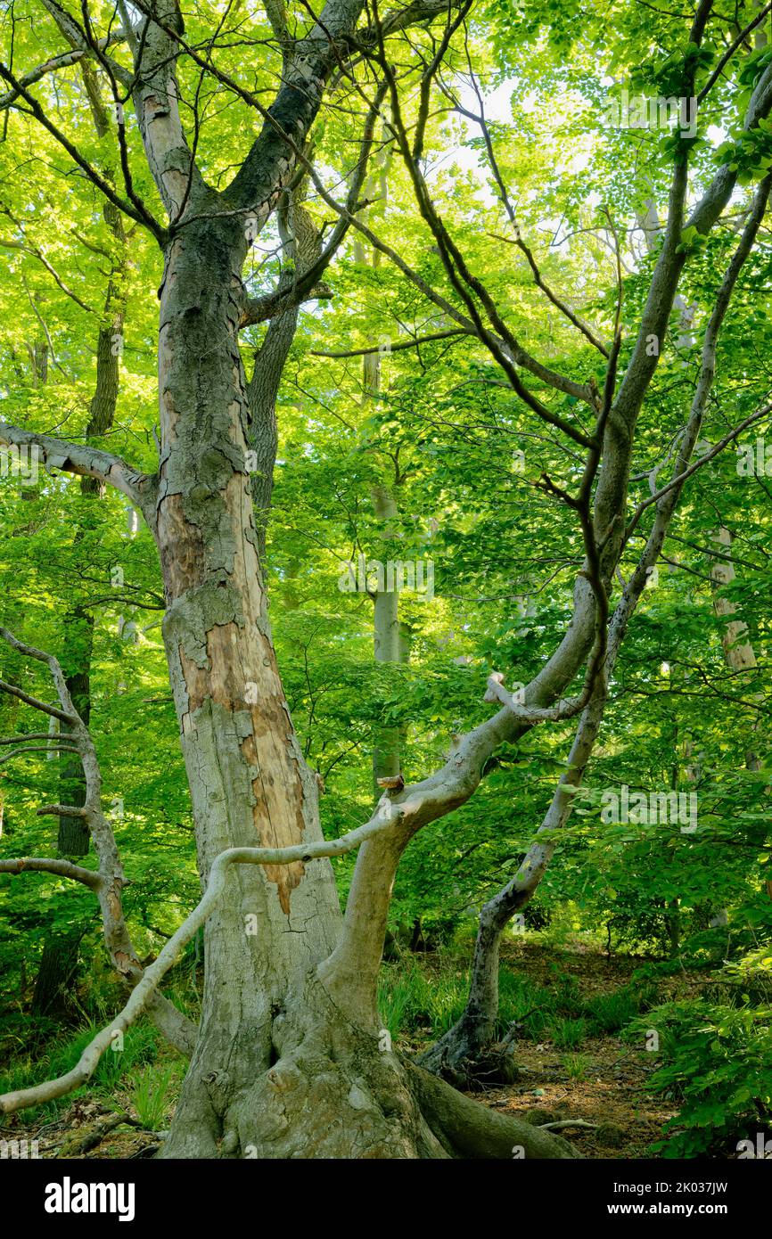 Europe, Germany, North Rhine-Westphalia, Siebengebirge, forest area, forest landscape, forest, mixed forest, trees, old tree, deciduous tree, beech, Fagus, Fagus sylvatica, dying, dying tree, tree death, climate, climate change, forestry, ecology, contrast, natural, untouched, natural, green, nobody, no persons Stock Photo