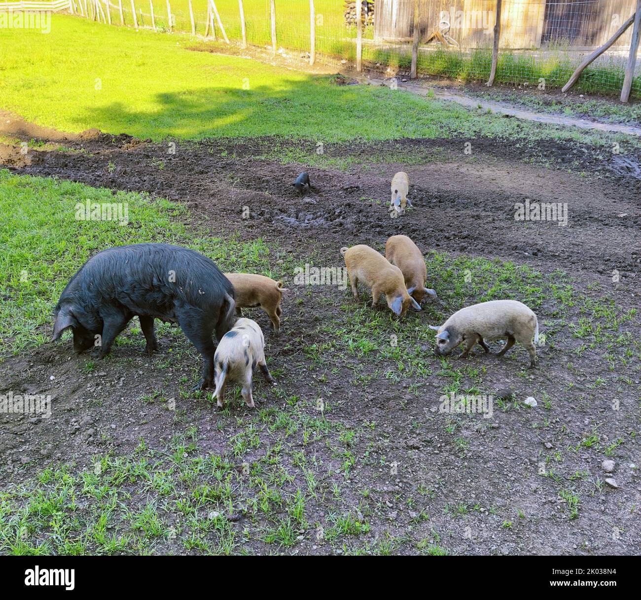 Alpine pigs, free range Stock Photo