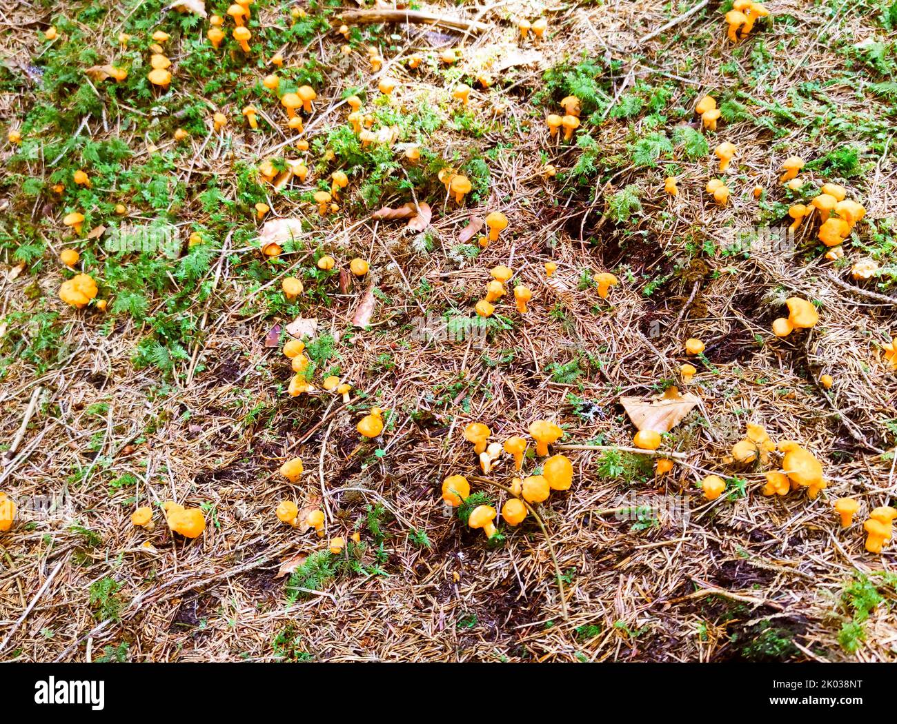 young chanterelles on coniferous forest floor Stock Photo Alamy