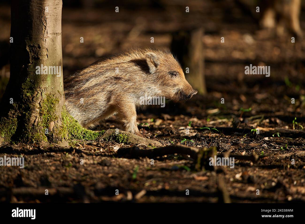 Wild boar (Sus scrofa) in a forest, fresh, Bavaria, Germany, Europe Stock Photo