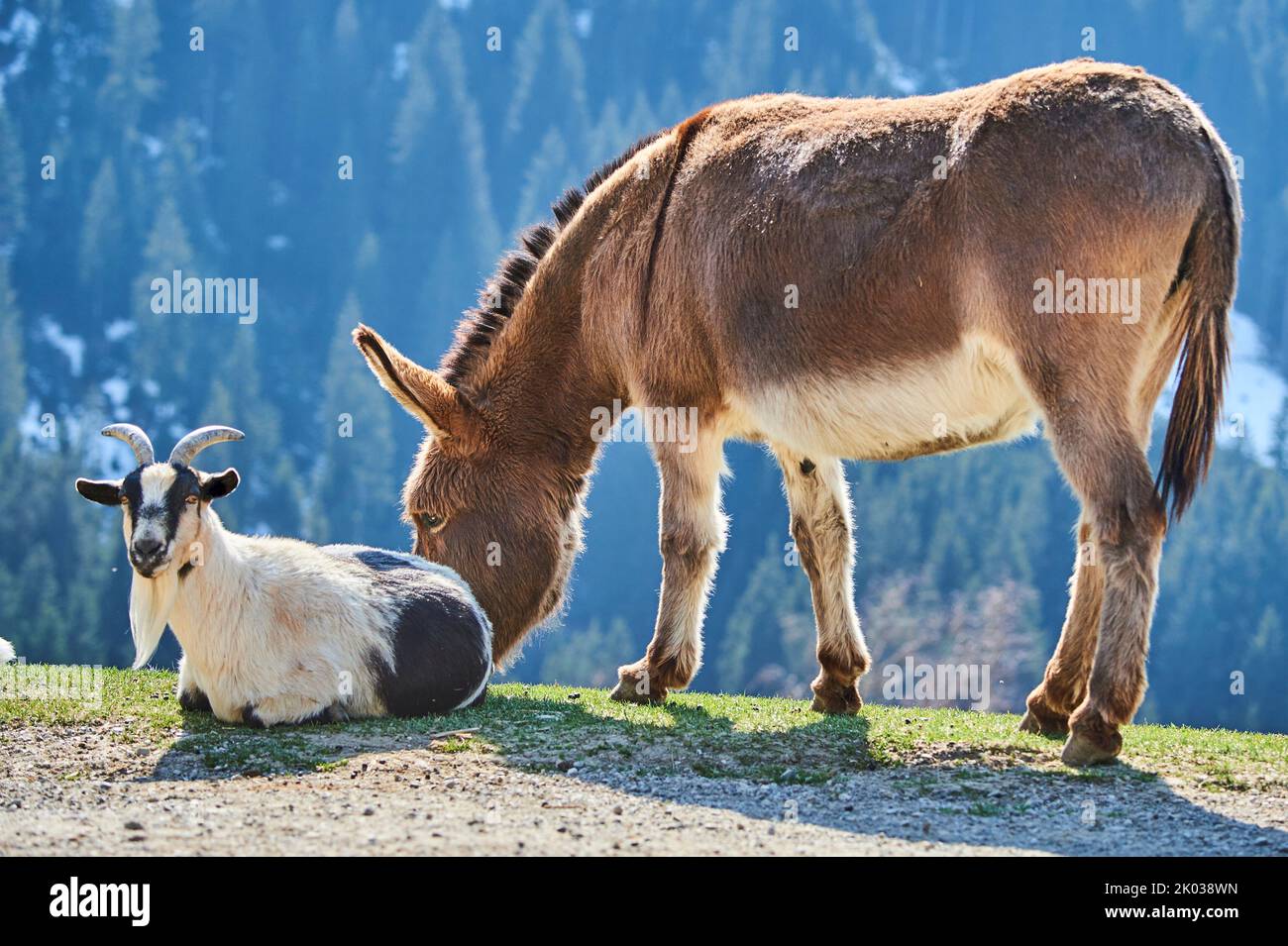 Domestic donkey (Equus asinus asinus), domestic goat (Capra aegagrus hircus), animal friendship, mountains, Aurach Game Park, Kitzbühl, Austria, Europe Stock Photo