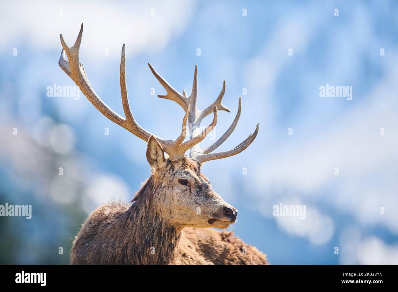 Red deer (Cervus elaphus) in the Alps, male, Aurach Game Park, Kitzbühel, Austria, Europe Stock Photo