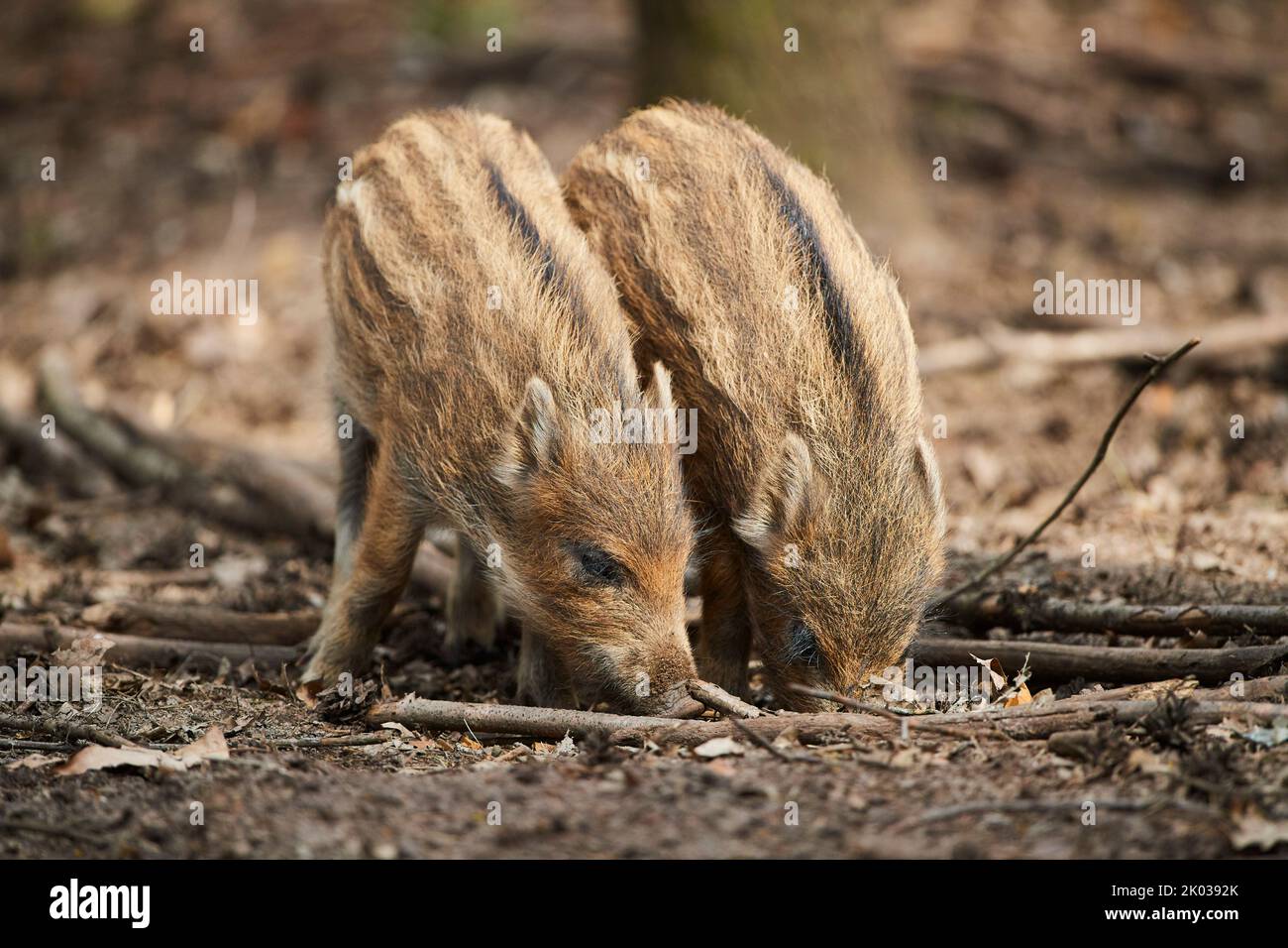 Wild boar (Sus scrofa) in a forest, freshlings, Bavaria, Germany, Europe Stock Photo