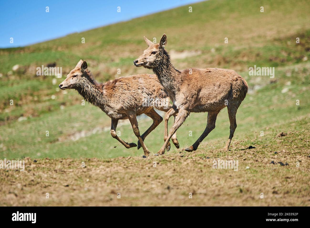 Red deer (Cervus elaphus), female, Alps, Aurach Game Park, Kitzbühel, Austria, Europe Stock Photo
