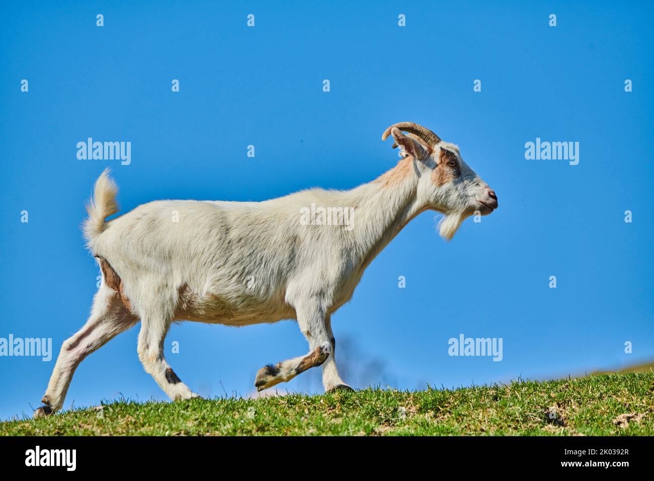 Domestic goat (Capra aegagrus hircus) on a meadow, mountains, Aurach Wildlife Park, Kitzbühl, Austria, Europe Stock Photo