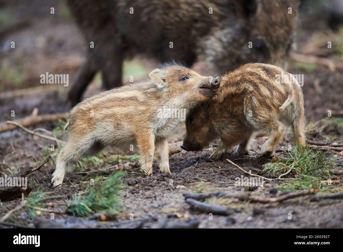 Wild boar (Sus scrofa) in a forest, freshlings, Bavaria, Germany, Europe Stock Photo