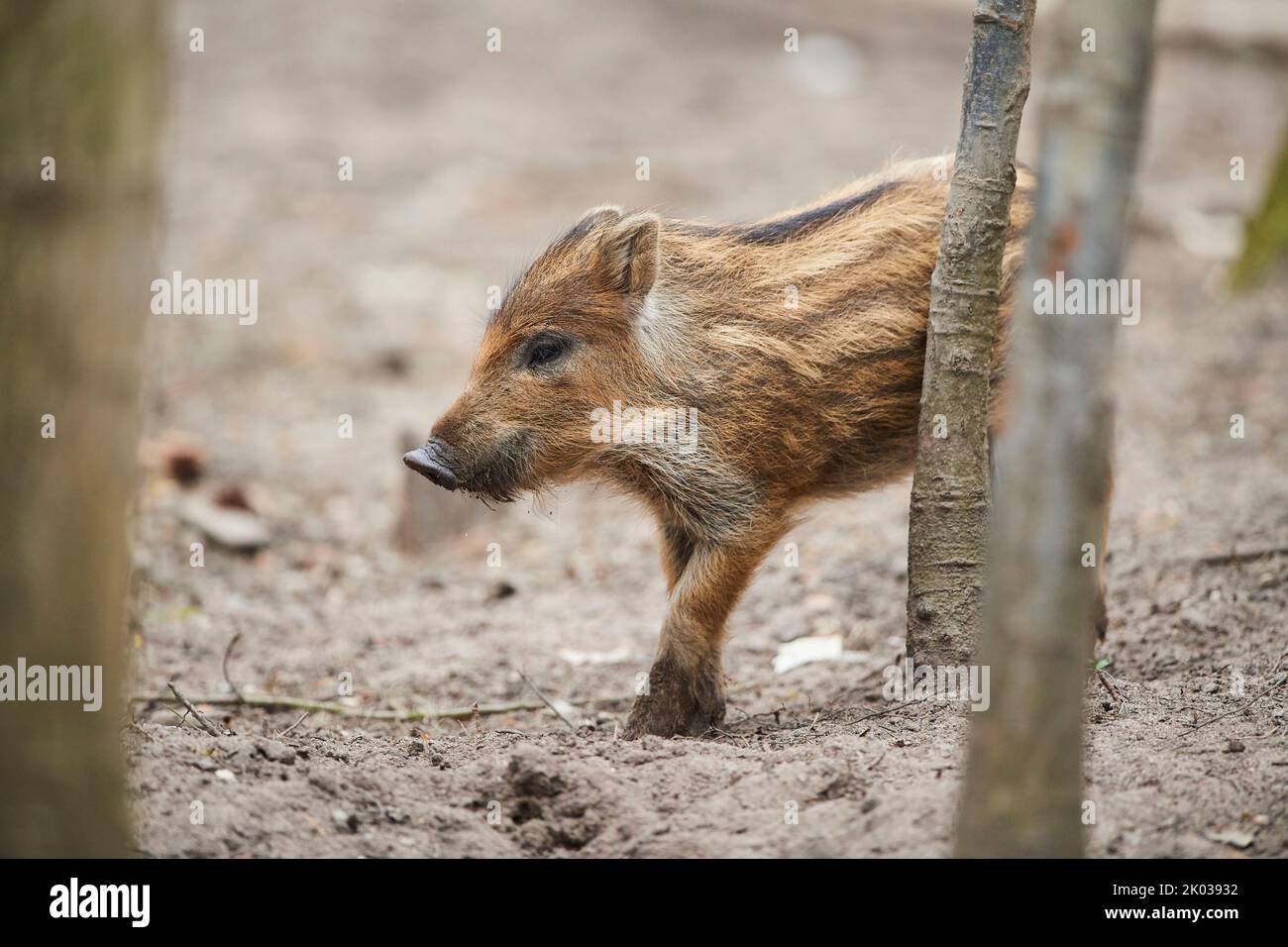 Wild boar (Sus scrofa) in a forest, fresh, Bavaria, Germany, Europe Stock Photo