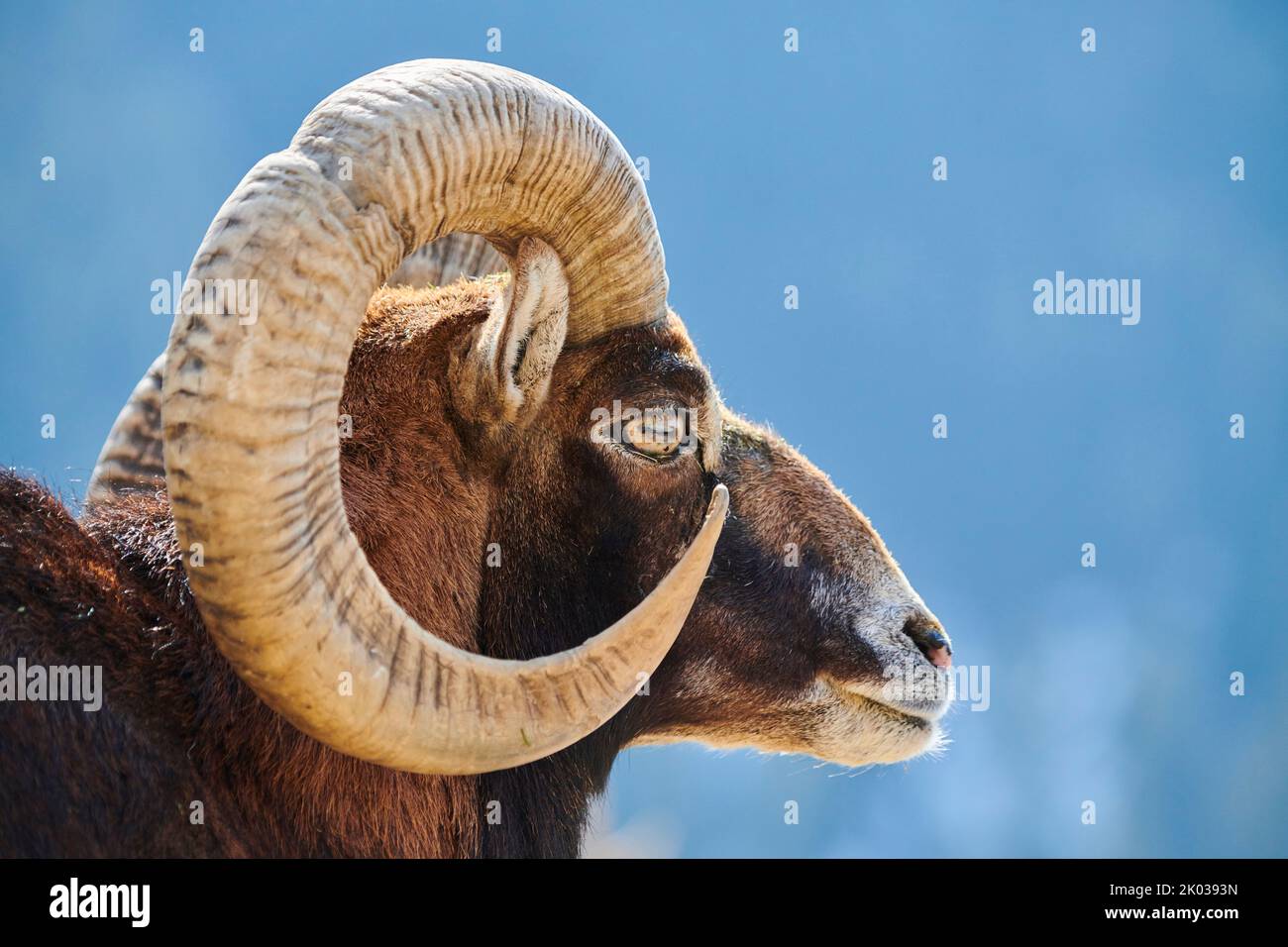 European mouflon (Ovis aries musimon) in the Alps, ram, Aurach Game Park, Kitzbühl, Austria, Europe Stock Photo