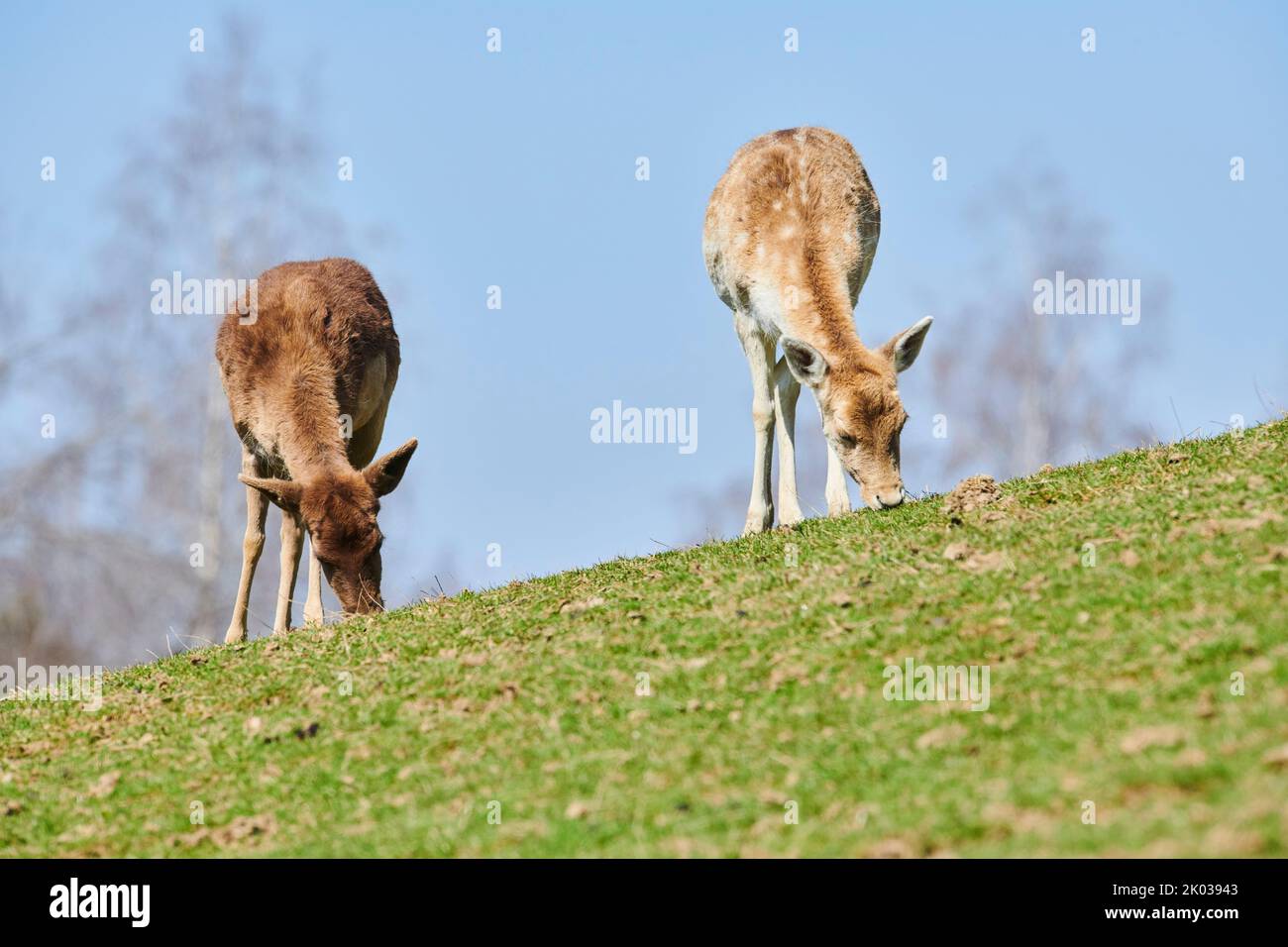Fallow deer (Dama dama) in the Alps, female, Aurach Game Park, Kitzbühel, Austria, Europe Stock Photo
