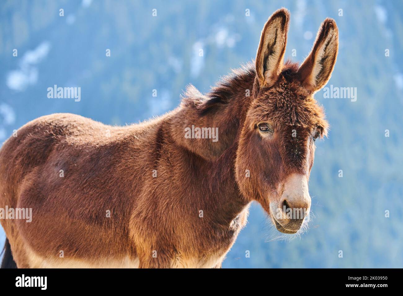 Hausel (Equus asinus asinus), mountains, Aurach Game Park, Kitzbühl, Austria, Europe Stock Photo