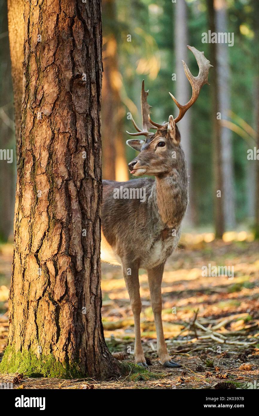 Fallow deer (Dama dama) in forest, Bavaria, Germany, Europe Stock Photo