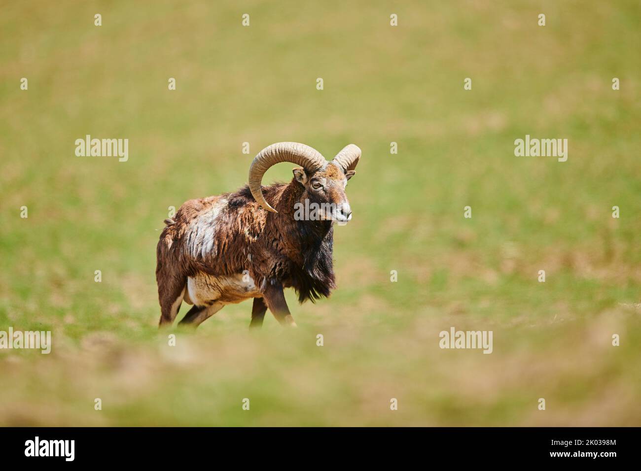 European mouflon (Ovis aries musimon) in the Alps, ram, Aurach Game Park, Kitzbühl, Austria, Europe Stock Photo