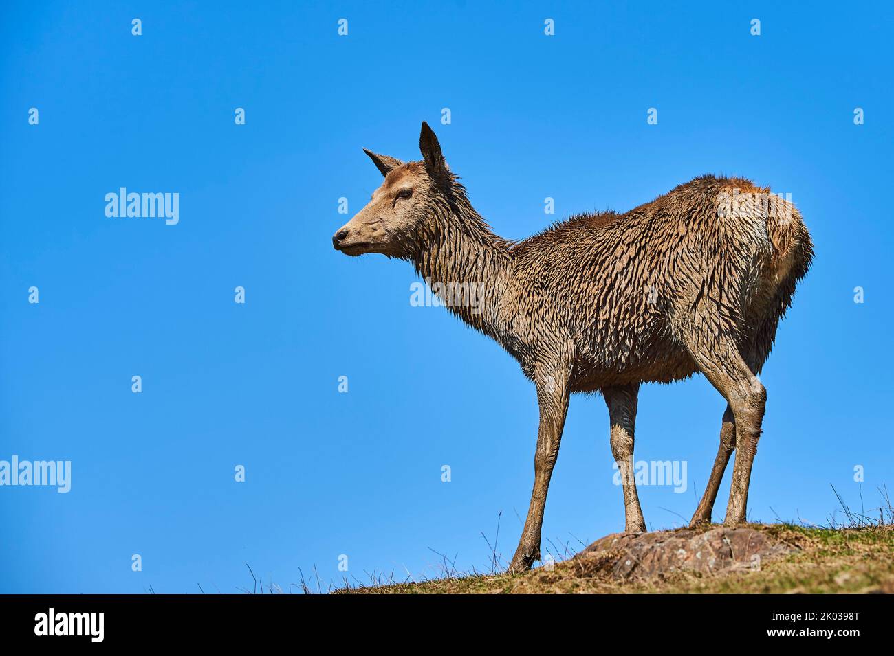 Red deer (Cervus elaphus), female, Alps, Aurach Game Park, Kitzbühel, Austria, Europe Stock Photo