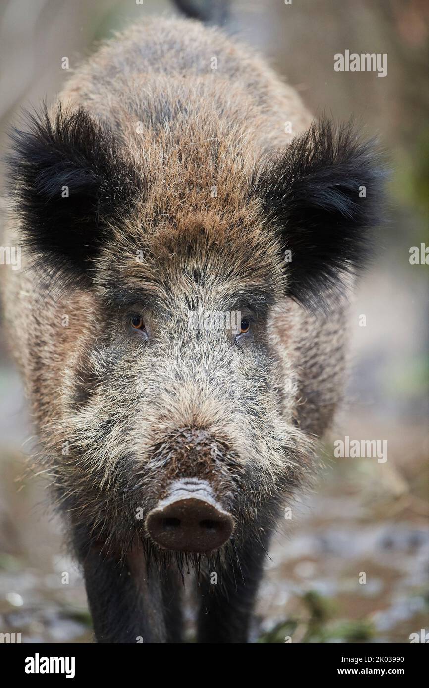 Wild boar (Sus scrofa) in a forest, Bavaria, Germany, Europe Stock Photo