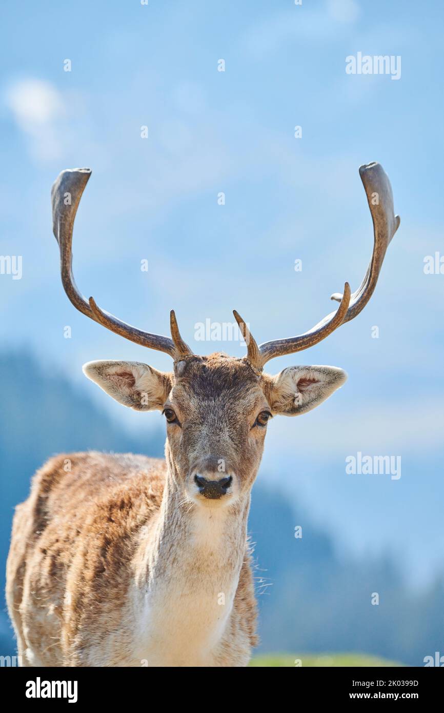 Fallow deer (Dama dama) in the Alps, male, Aurach Game Park, Kitzbühl, Austria, Europe Stock Photo