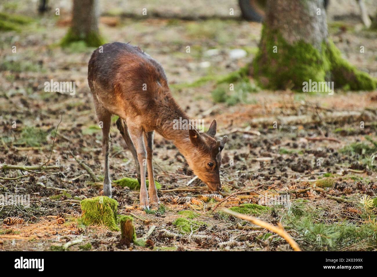 Fallow deer (Dama dama) in forest, Bavaria, Germany, Europe Stock Photo