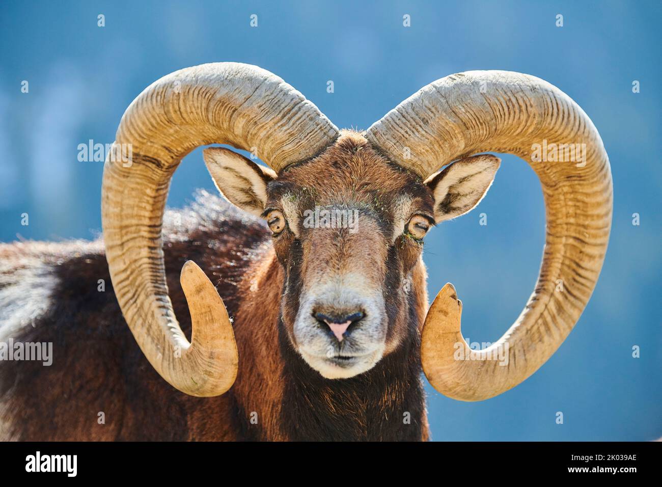 European mouflon (Ovis aries musimon) in the Alps, ram, Aurach Game Park, Kitzbühl, Austria, Europe Stock Photo