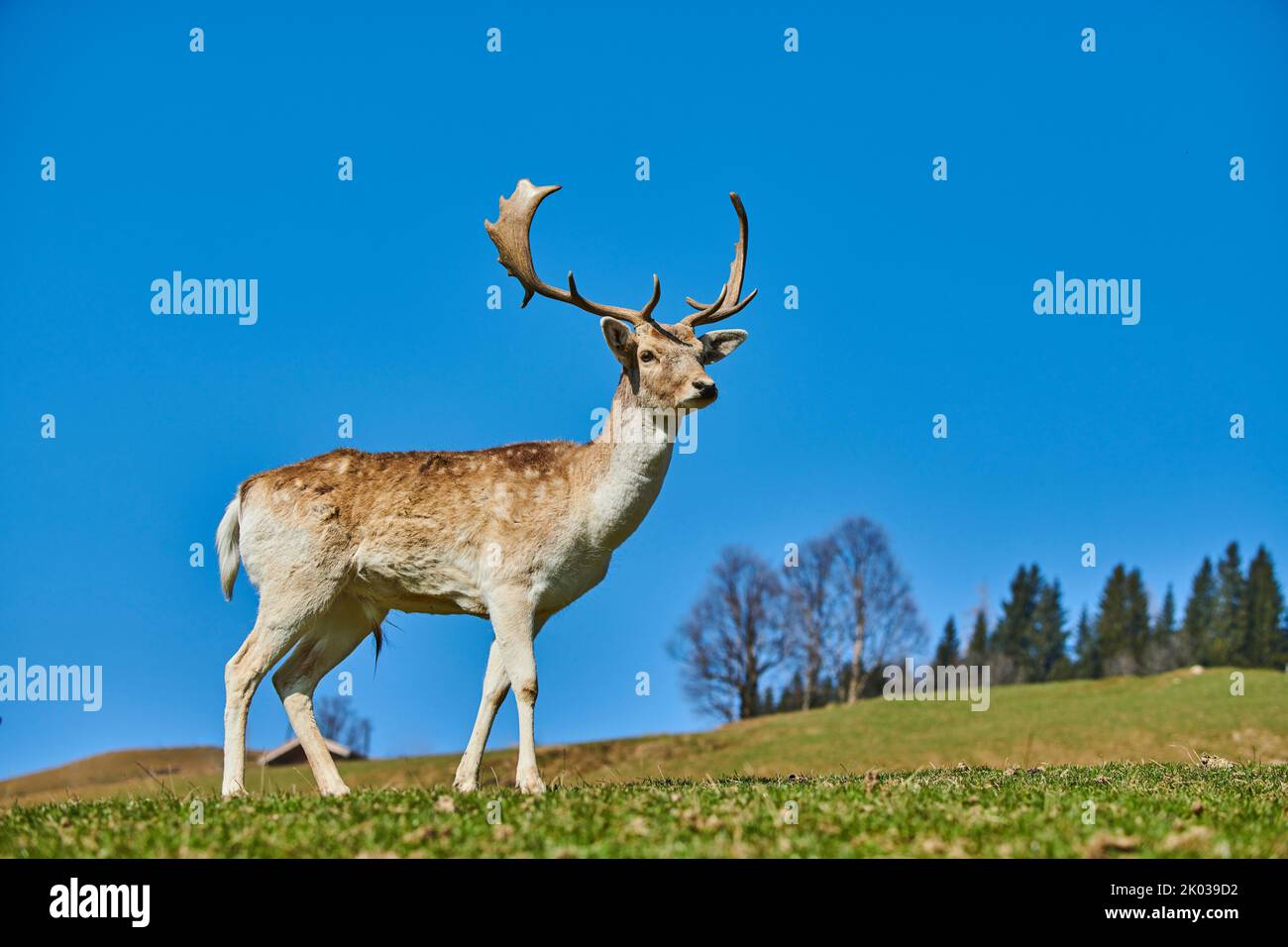 Fallow deer (Dama dama) in the Alps, male, Aurach Game Park, Kitzbühl, Austria, Europe Stock Photo