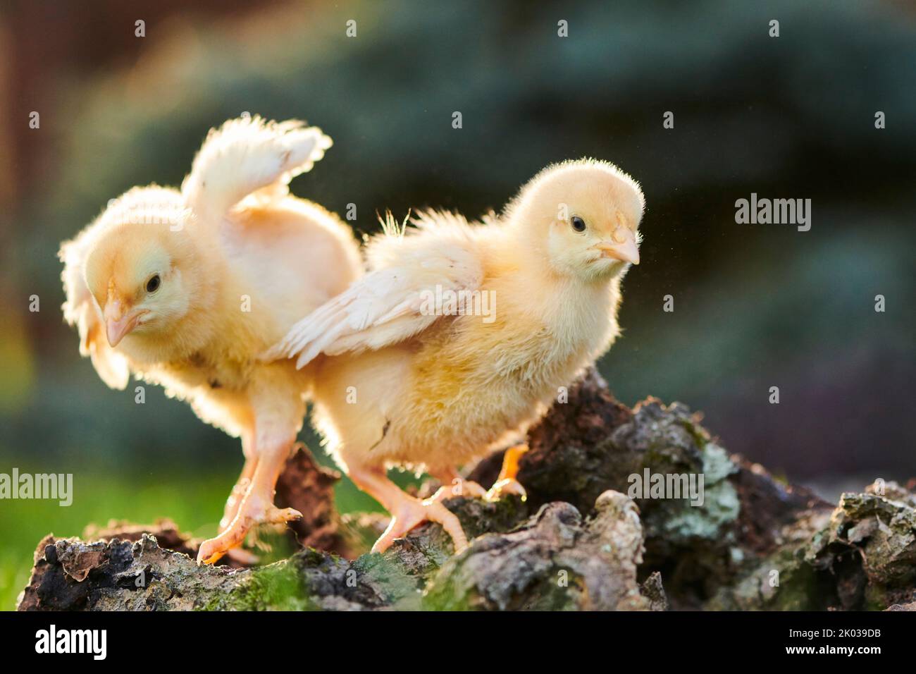 Domestic fowl (Gallus domesticus) in a meadow, chicken chicks, Slovakia, Europe Stock Photo