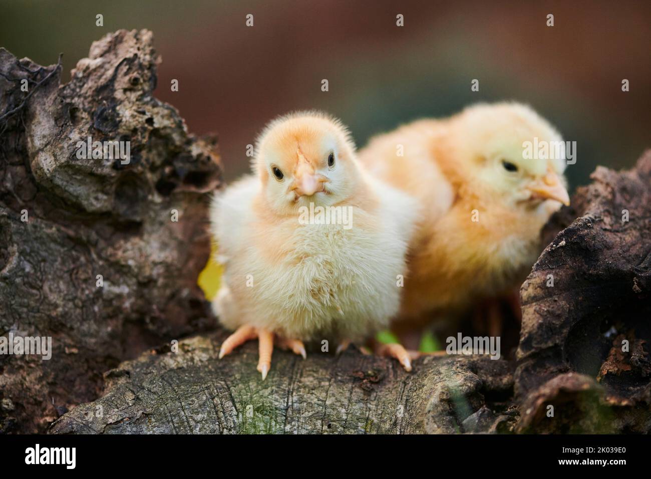 Domestic fowl (Gallus domesticus) in a meadow, chicken chicks, Slovakia, Europe Stock Photo
