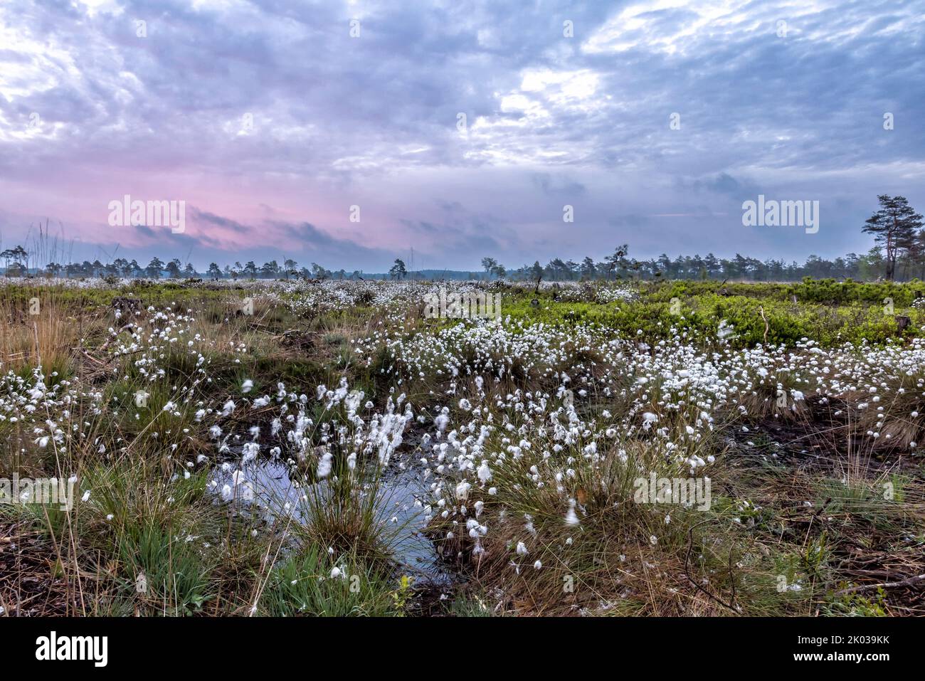 The cotton grass bloom in the Pietzmoor near Schneverdingen in the morning Stock Photo