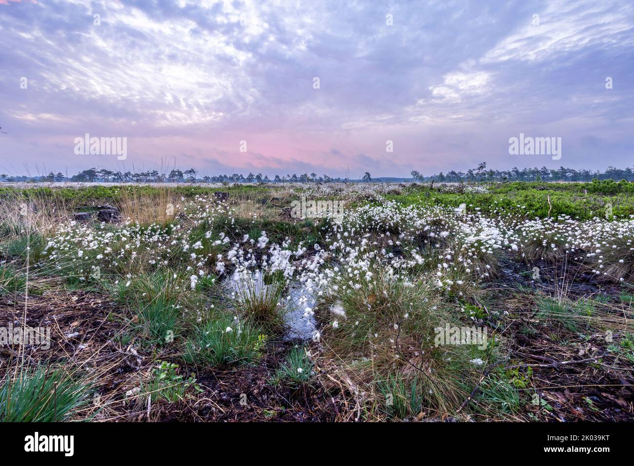 The cotton grass bloom in the Pietzmoor near Schneverdingen in the morning Stock Photo