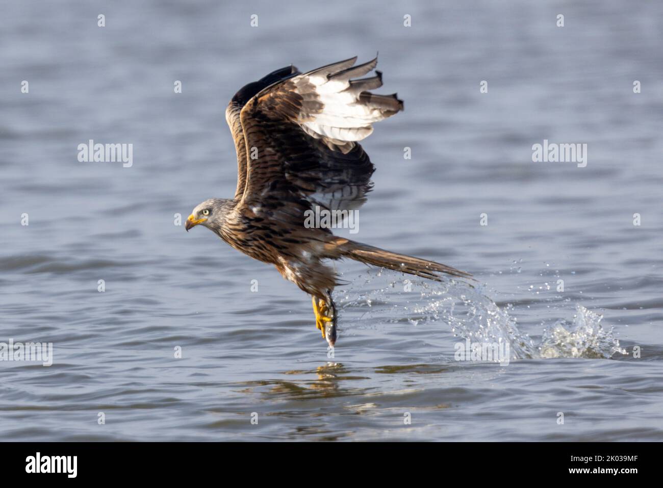 Red Kite (Milvus milvus) hunting prey in Lake Malchin in Mecklenburg-Western Pomerania Stock Photo