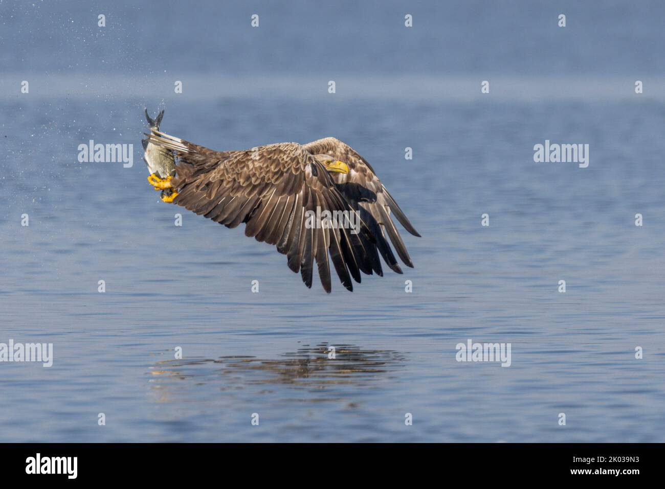 White-tailed eagle(Haliaeetus albicilla) hunting prey in Lake Malchin in Mecklenburg-Western Pomerania Stock Photo