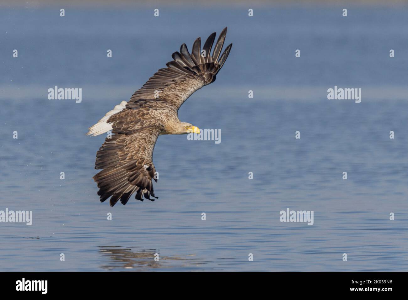 White-tailed eagle(Haliaeetus albicilla) hunting prey in Lake Malchin in Mecklenburg-Western Pomerania Stock Photo