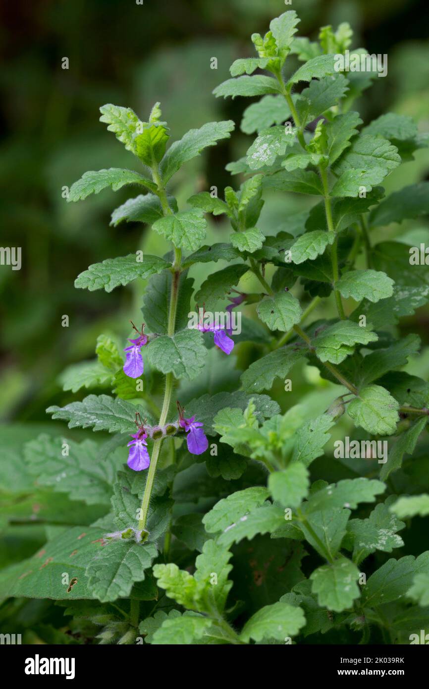 Water germander (Teucrium scordium) in flower, native to Europe to China Stock Photo