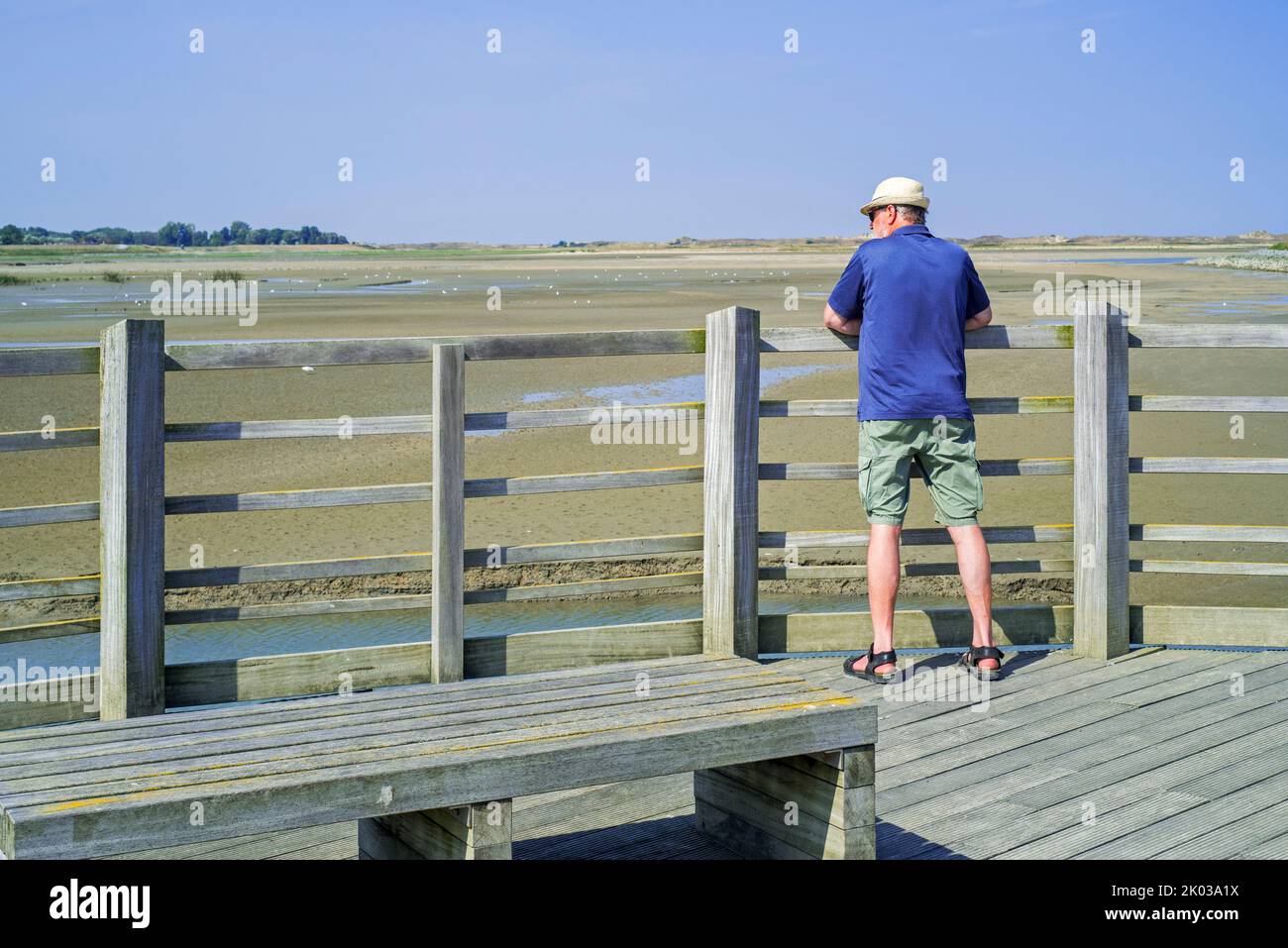 Elderly tourist / walker on wooden lookout platform, vantage point offering view over saltmarsh and coastal birds at Zwin nature reserve, Belgium Stock Photo