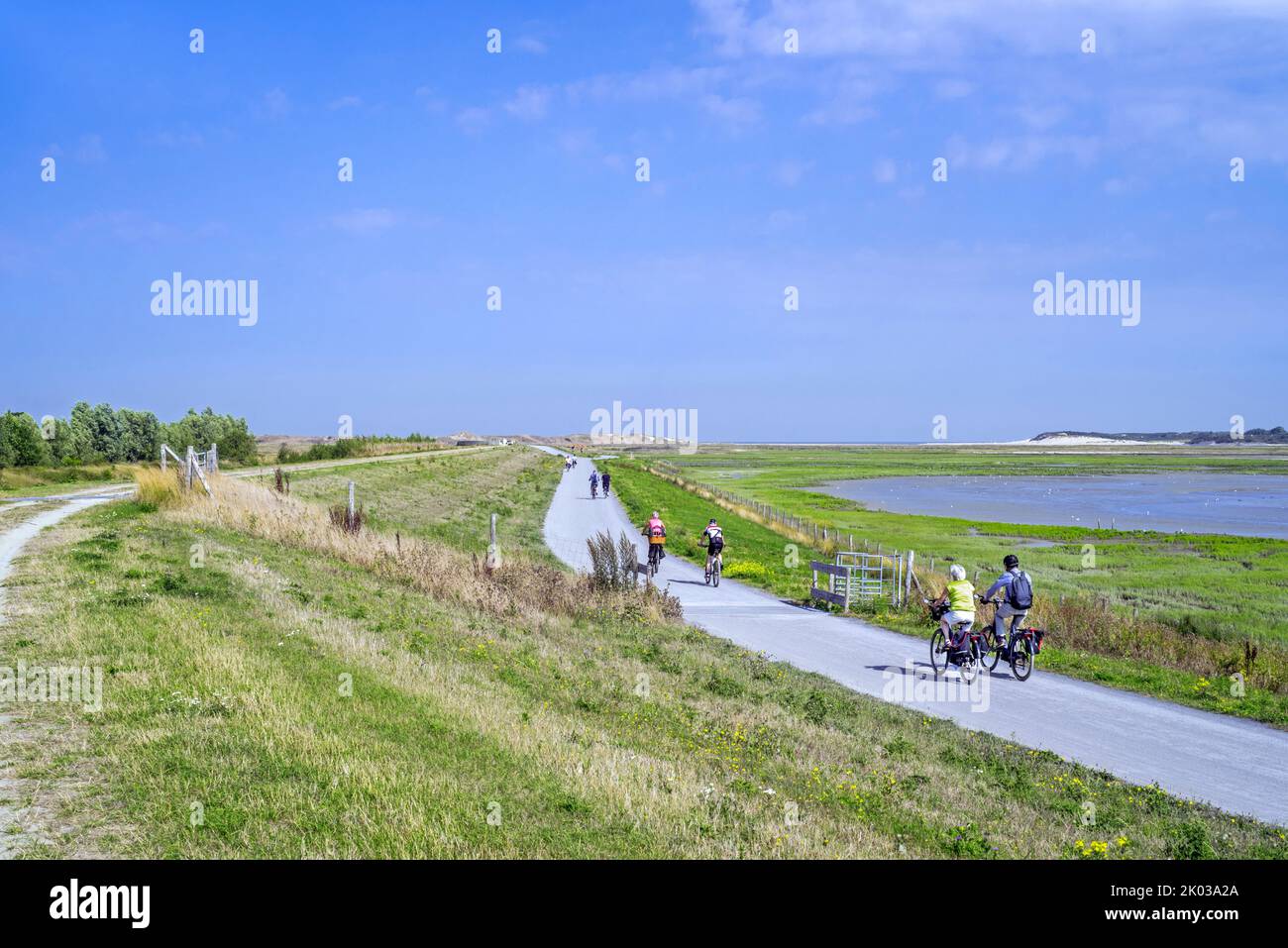 Cyclists cycling along the International Dike looking over saltmarsh and coastal birds at the Zwin nature reserve in summer, Knokke-Heist, Belgium Stock Photo