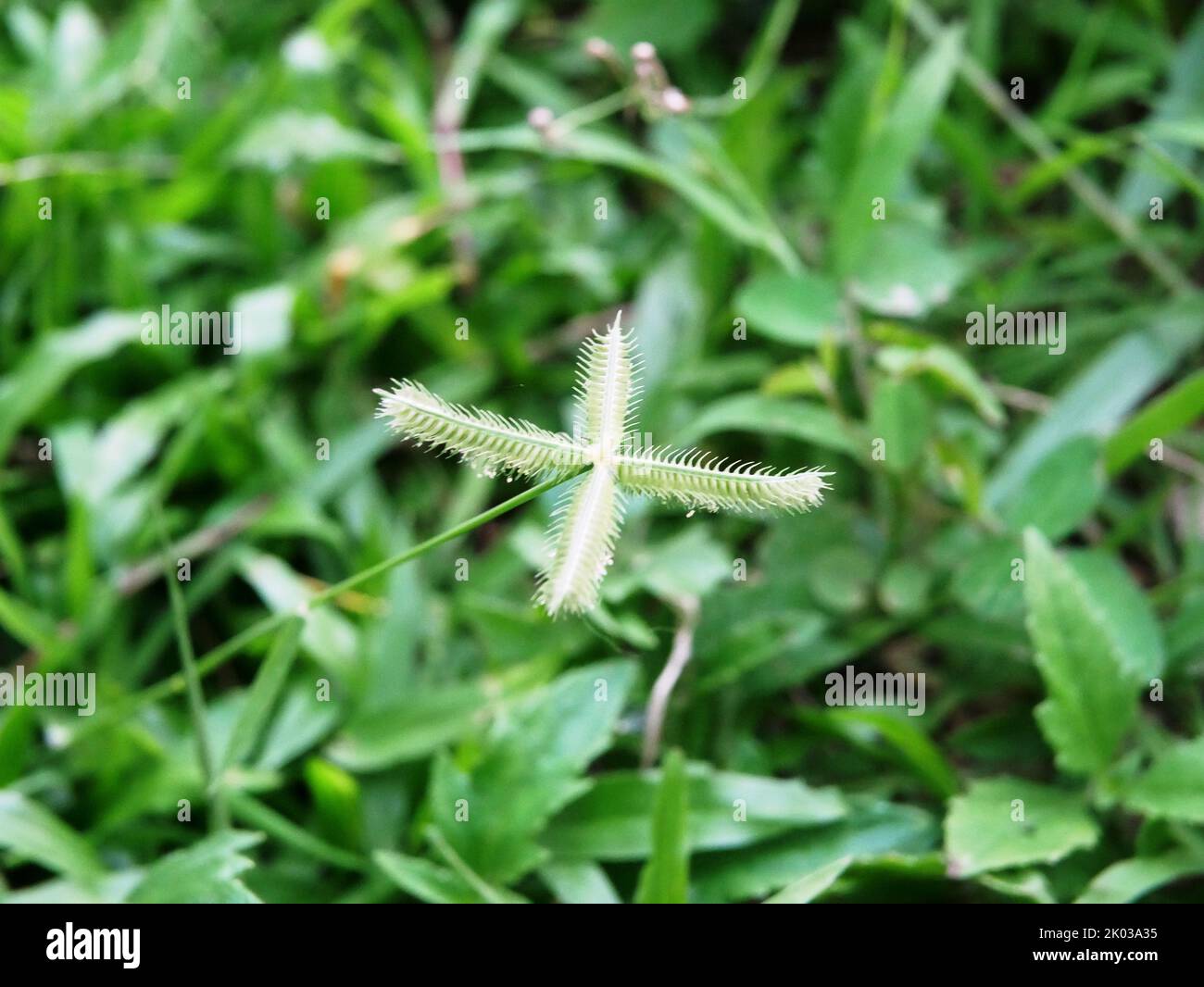 A closeup of a dactyloctenium aegyptium plant. Stock Photo