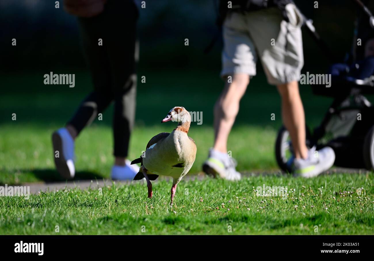 Egyptian goose (Alopochen aegyptiacus), in public park, in front of people, Stuttgart, Baden-Württemberg, Germany, Europe Stock Photo
