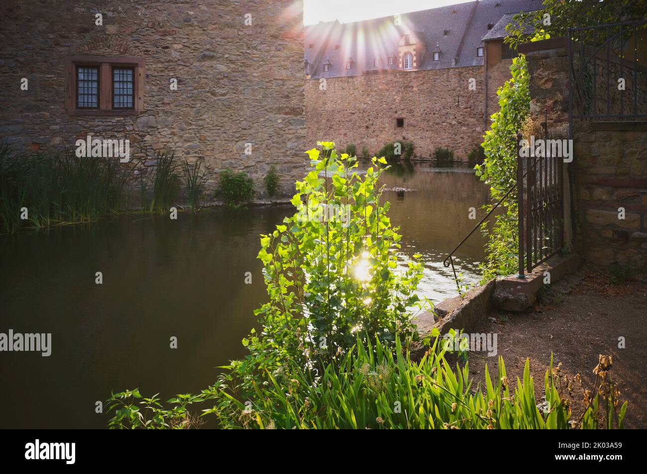 Water moat around castle turn, evening light, Vollrads Castle, Oestrich-Winkel, Rheingau, Hesse, Germany Stock Photo