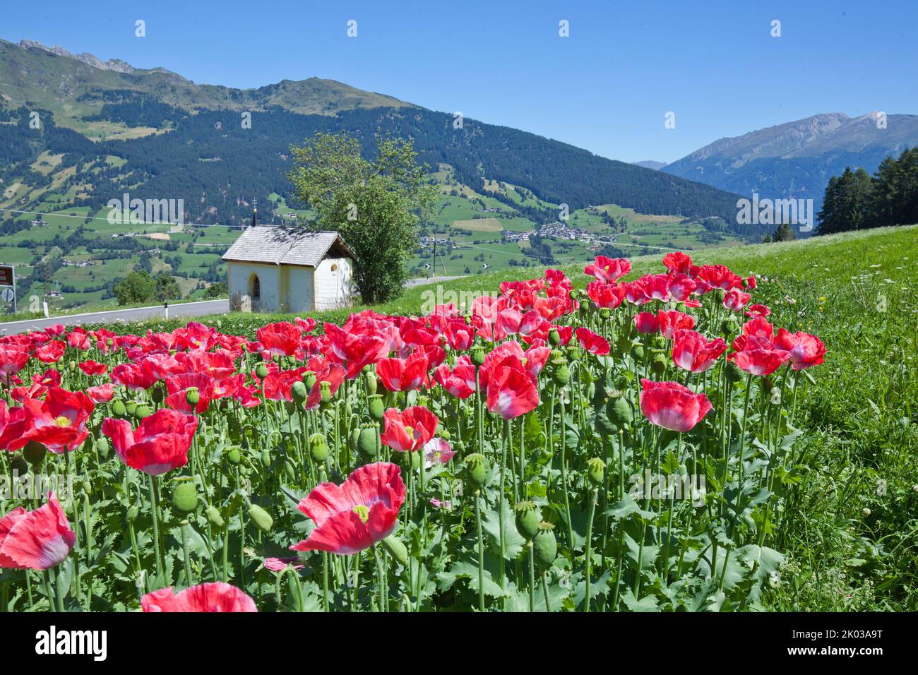 Field with poppies in South Tyrolean mountain landscape Stock Photo