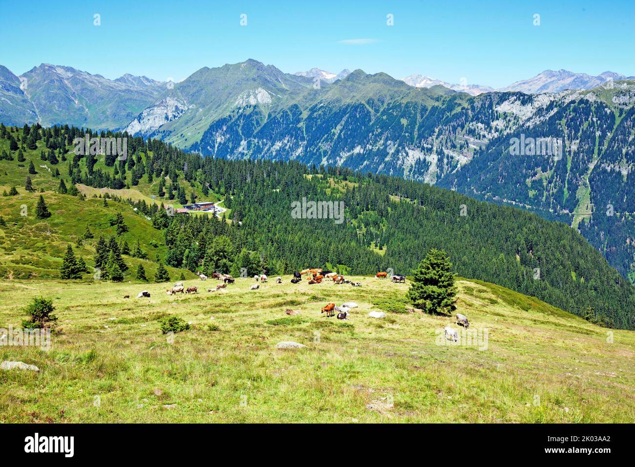 Cows grazing on the mountain pasture high above the Ratschingstal valley in South Tyrol Stock Photo