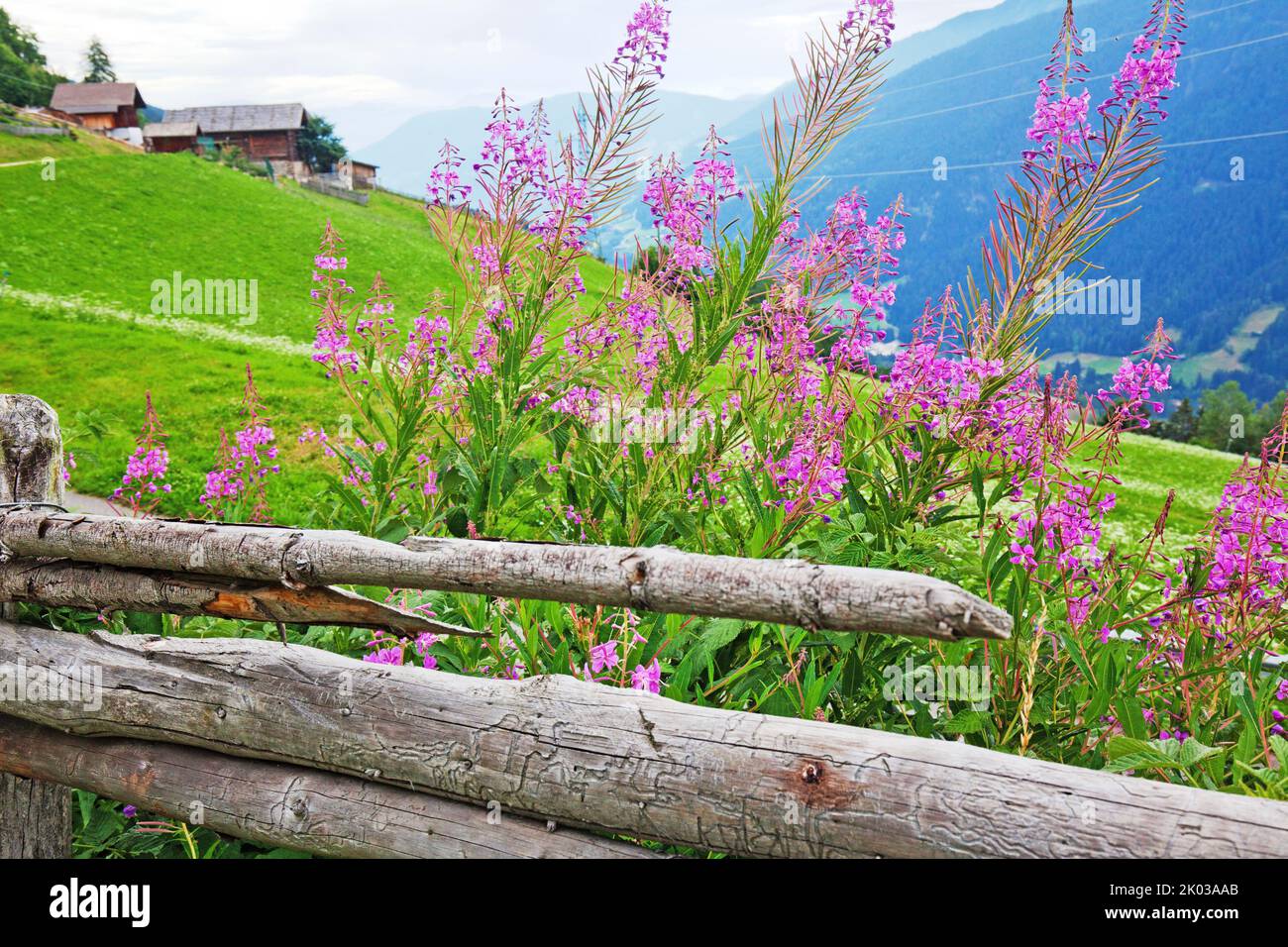 Perennial fireweed on the wooden fence in the South Tyrolean Ulten Valley Stock Photo