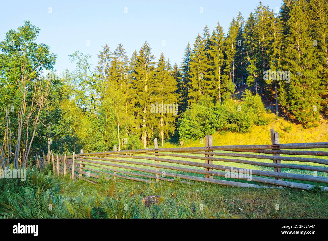Morning sun shines on the edge of the forest in South Tyrol Ulten Valley Stock Photo