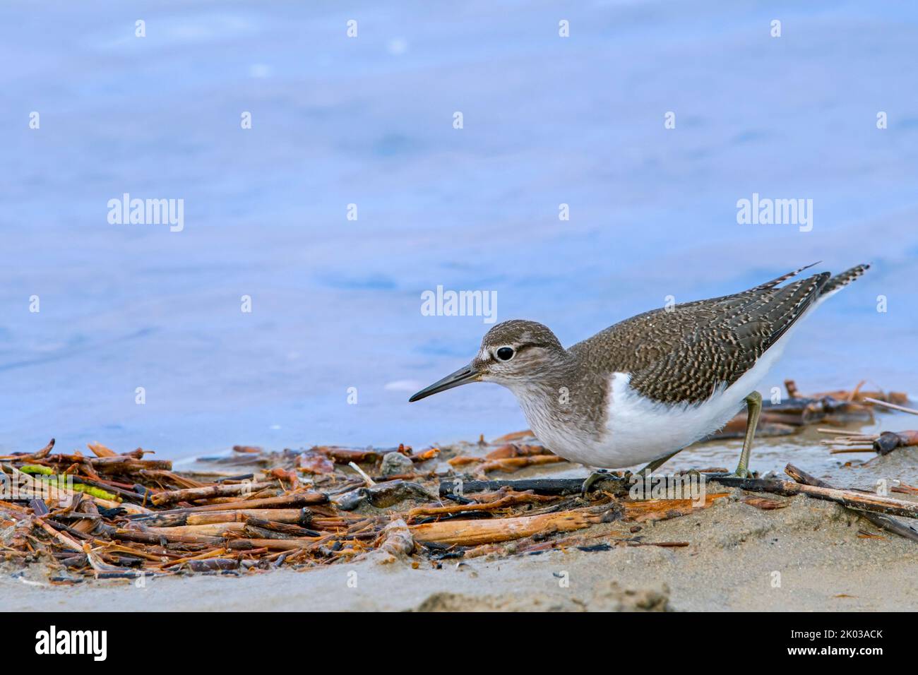 Common sandpiper (Actitis hypoleucos / Tringa hypoleucos) foraging along lake shore / pond bank in saltmarsh / salt marsh in late summer Stock Photo
