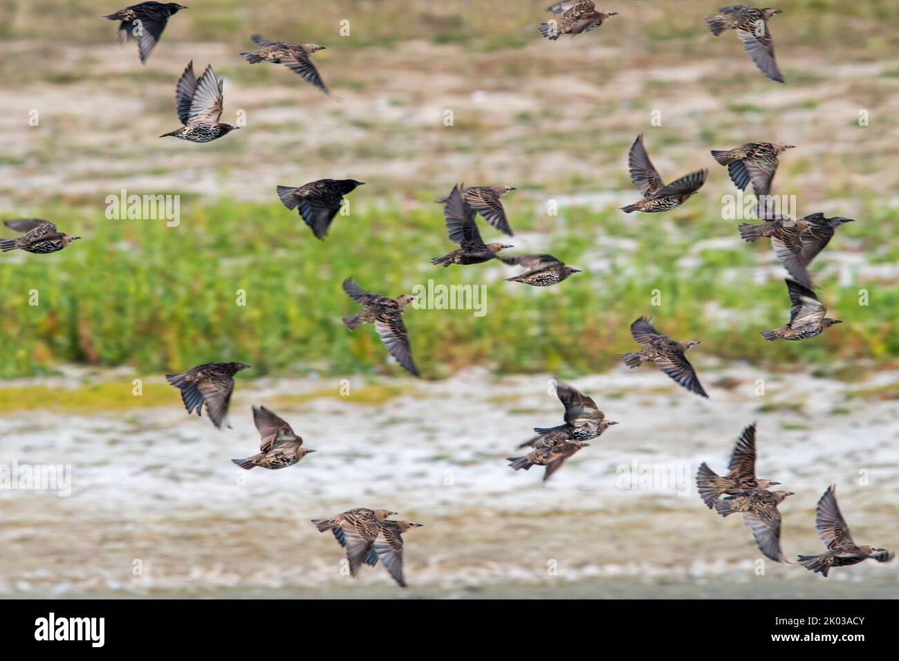 Flock of young European starlings / common starlings (Sturnus vulgaris) juveniles in flight in late summer / early autumn Stock Photo