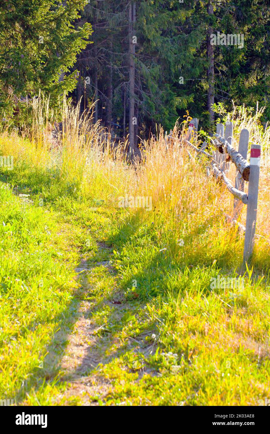 Grasses in the sunlight on the hiking trail in South Tyrol Ulten Valley Stock Photo
