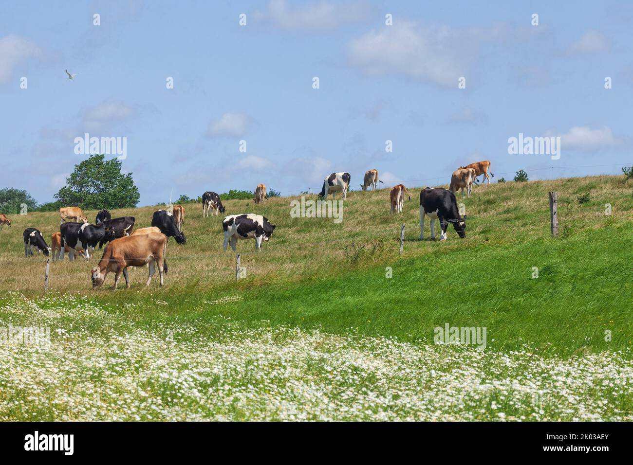 Grazing cows on dike, Dorumer Neufeld, Dorum, Lower Saxony, Germany, Europe Stock Photo