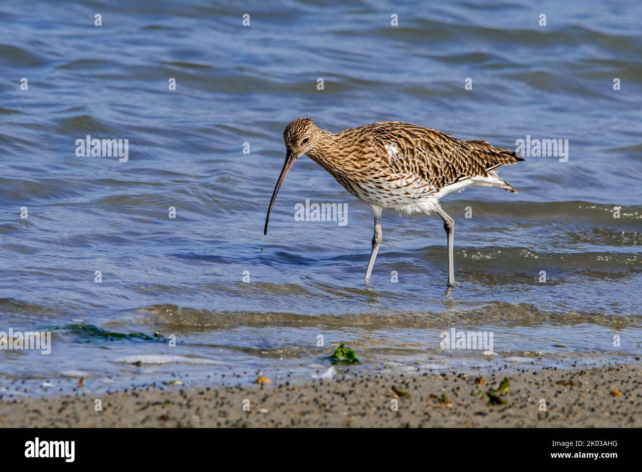 Eurasian curlew / common curlew (Numenius arquata) foraging in shallow water at mudflat / saltmarsh along the North Sea coast in late summer Stock Photo