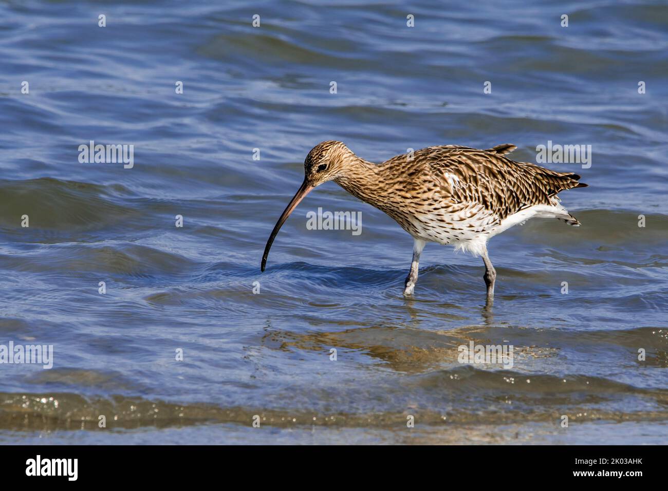 Eurasian curlew / common curlew (Numenius arquata) foraging in shallow water at mudflat / saltmarsh along the North Sea coast in late summer Stock Photo