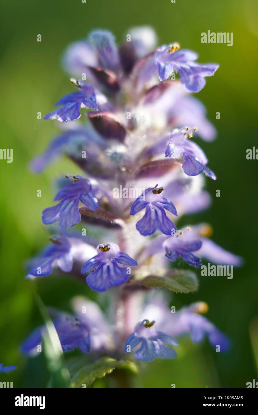 Flower, blue bugle Stock Photo
