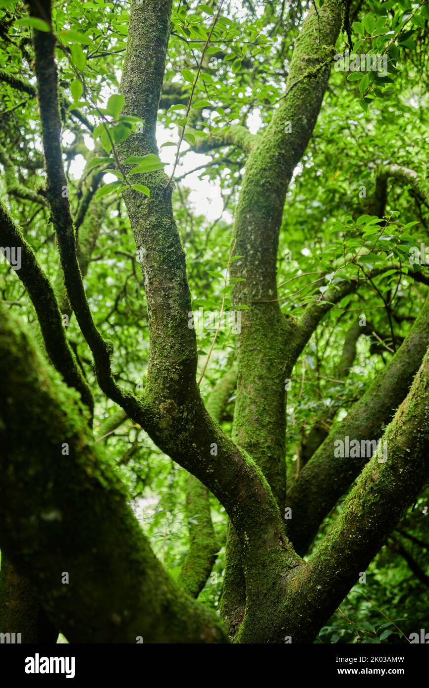 tree covered with moss Stock Photo